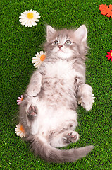 Image showing Cute gray kitten playing