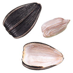 Image showing Set of sunflower seed isolated