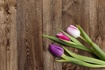 Image showing Tulips on wooden background