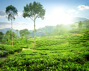 Image showing Fog over tea plantations