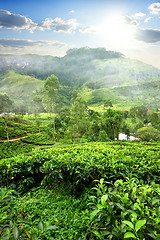 Image showing Fields of tea