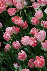 Image showing Tulips