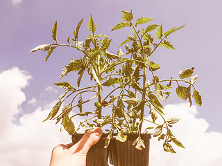 Image showing Retro looking Plug tomato plant