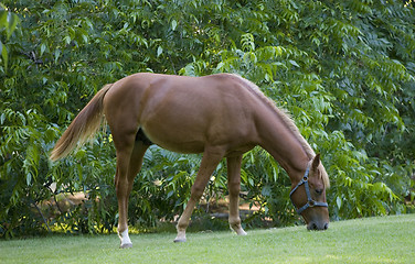 Image showing Horse