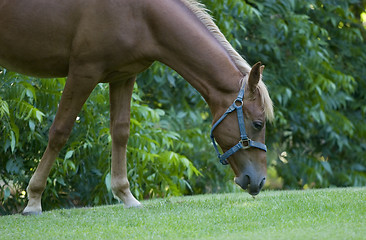 Image showing Horse