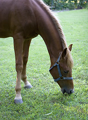 Image showing Horse