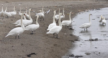 Image showing Mute swan.