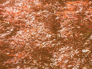 Image showing Retro looking Red maple tree