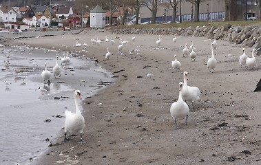 Image showing Mute swan.