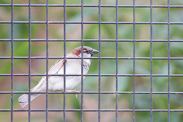 Image showing Sparrow trapped