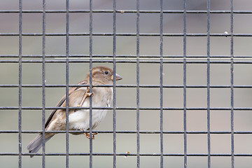 Image showing Sparrow trapped