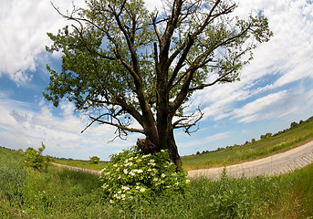 Image showing Solitary oak tree by road