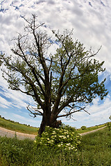 Image showing Solitary oak tree by road