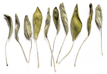 Image showing Dry sage leaves (salvia)