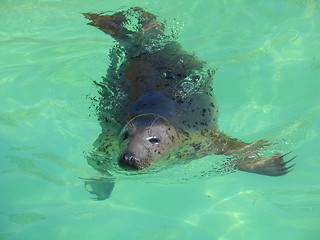Image showing fur seal