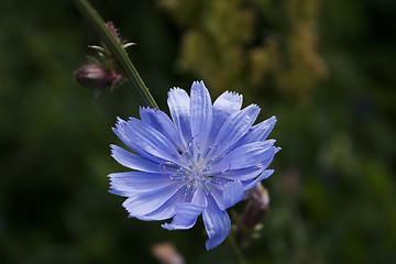 Image showing common chickory