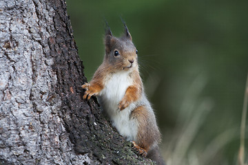 Image showing red squirrel