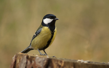 Image showing great tit