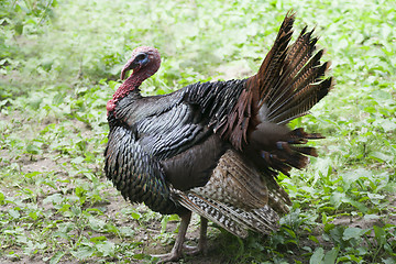 Image showing male turkey