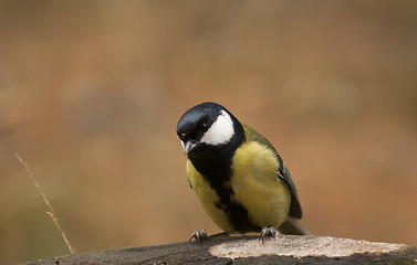 Image showing great tit