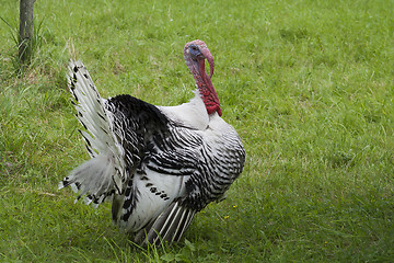 Image showing male turkey