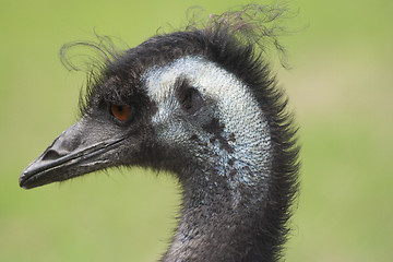 Image showing emu head