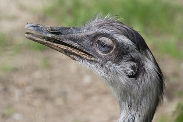 Image showing the greater rhea