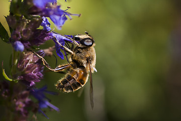 Image showing flower fly