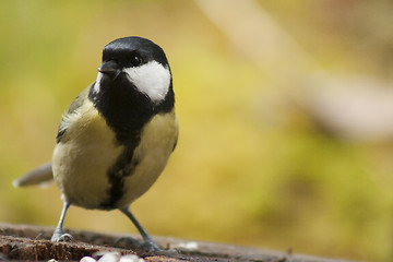 Image showing great tit