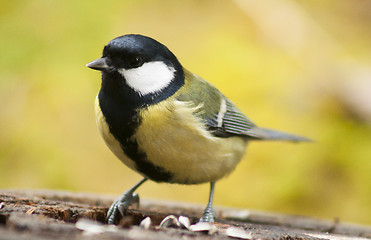 Image showing great tit