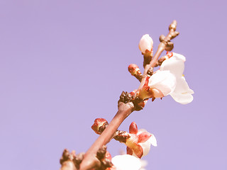 Image showing Retro looking Fruit tree flowers