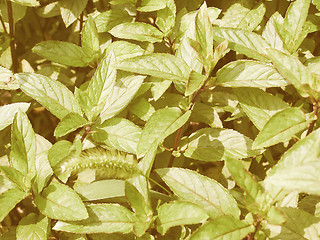 Image showing Retro looking Peppermint picture