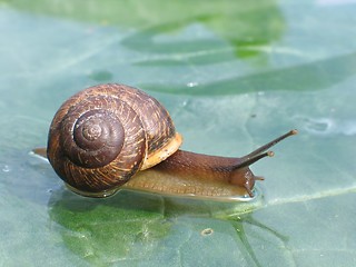 Image showing Snail on a glass surface