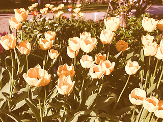 Image showing Retro looking Tulips