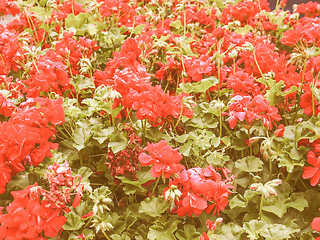 Image showing Retro looking Geranium flower