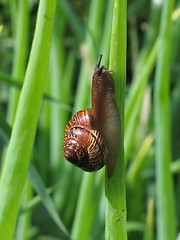 Image showing crawling snail