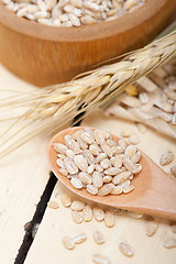 Image showing organic wheat grains 