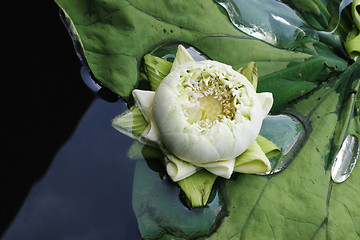 Image showing Tropical flower