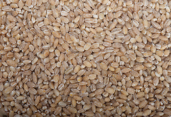 Image showing organic barley grains