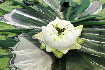 Image showing Tropical flower