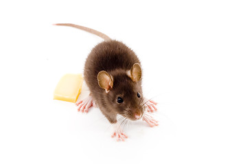 Image showing Brown Rat