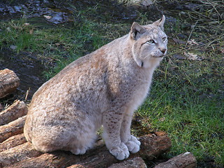 Image showing Lynx - Gaupe