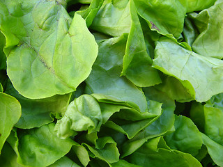 Image showing green salad