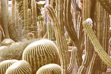 Image showing Retro looking Cactus