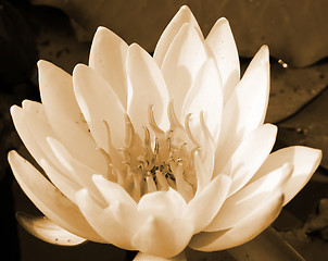 Image showing Water lily