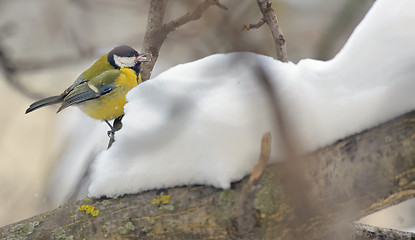 Image showing great tit on tree brunch 