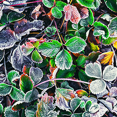 Image showing Frozen Bush in the fall