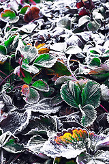 Image showing Frozen Bush in the fall