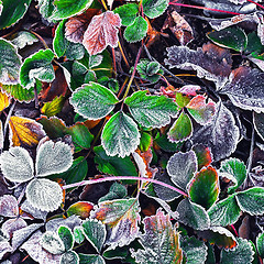 Image showing Frozen Bush in the fall