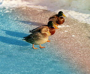 Image showing beautiful ducks and drakes